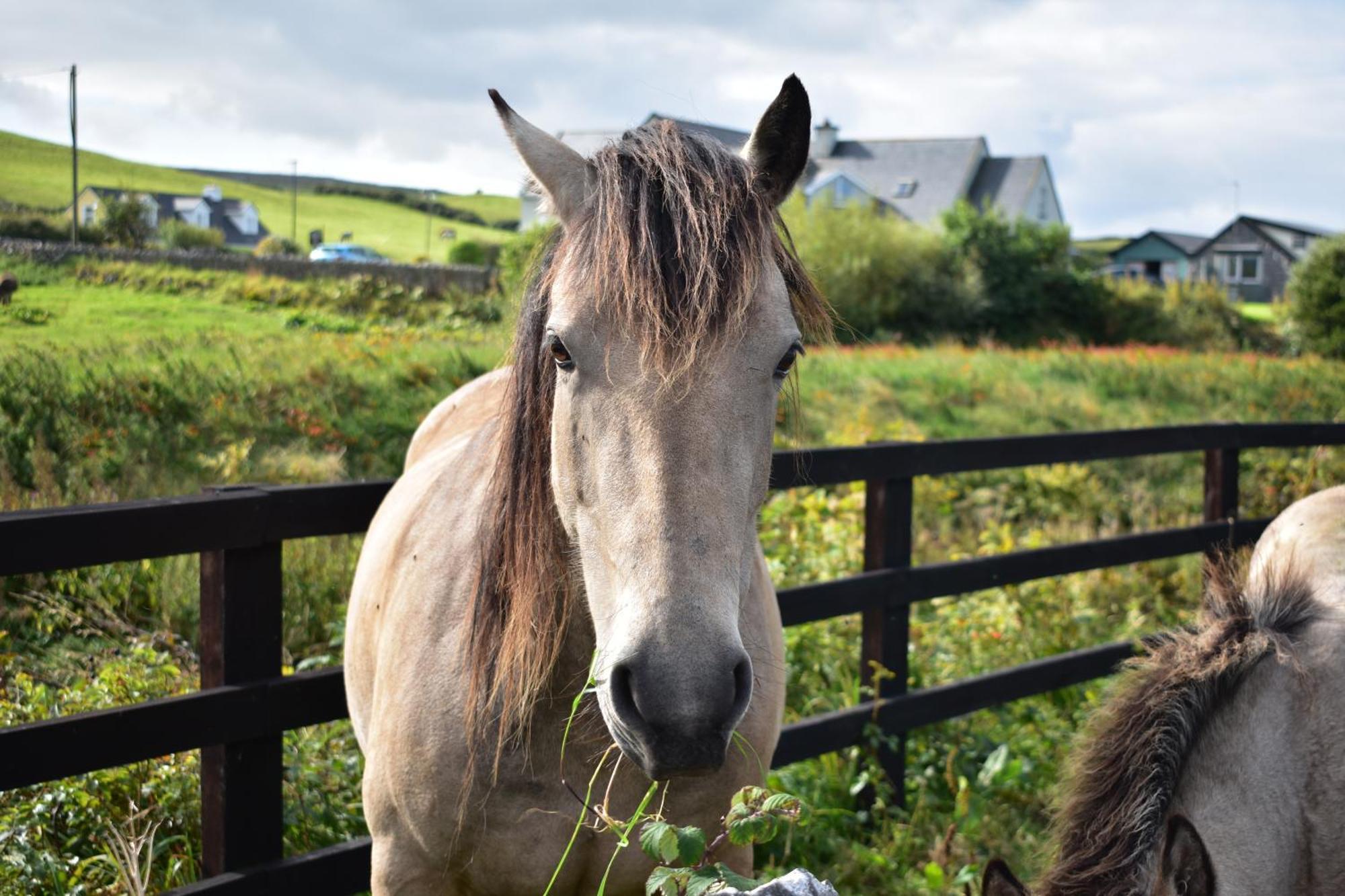 Готель Doolin Glamping Екстер'єр фото